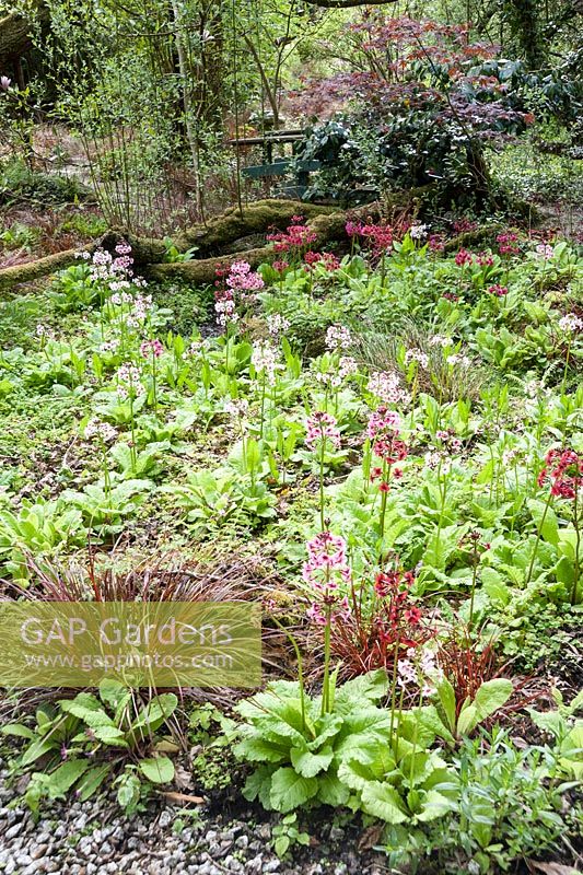 Uncinia rubra and candelabra primulas in damp soil at the end of the garden. The Japanese Garden and Bonsai Nursery, St.Mawgan, nr Newquay, Cornwall