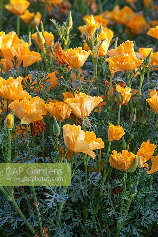 Eschscholtzia XL Yellow - Californian Poppy