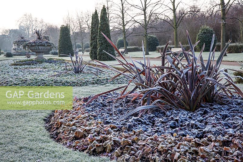 Phormium tenax and Heuchera in frosted formal beds - Regent's Park, London