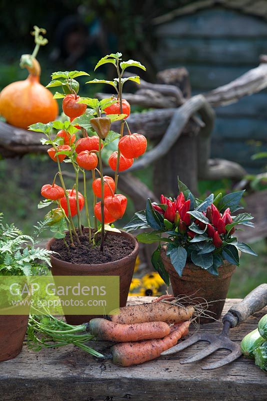 Physalis and harvested carrots on rustic bench