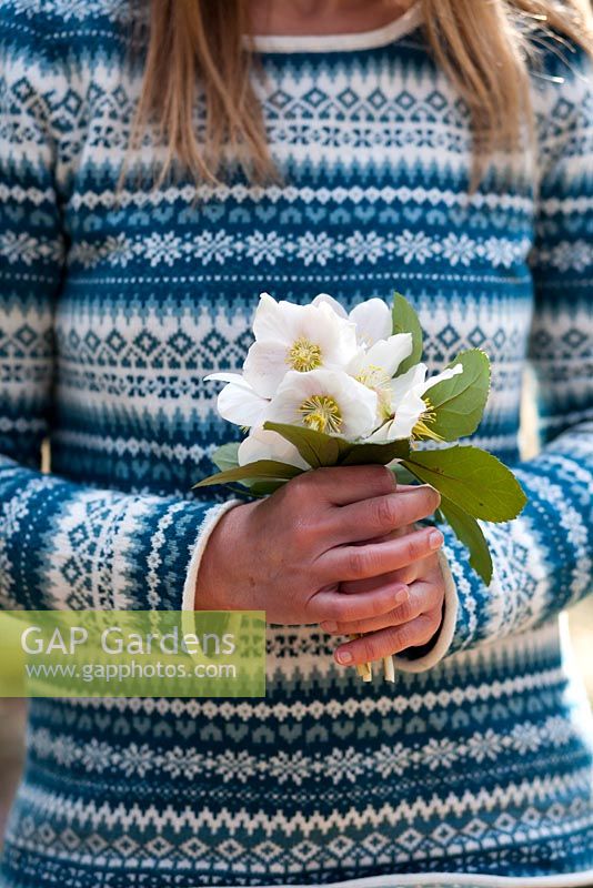 Woman holds bouquet of Christmas roses - Helleborus niger
