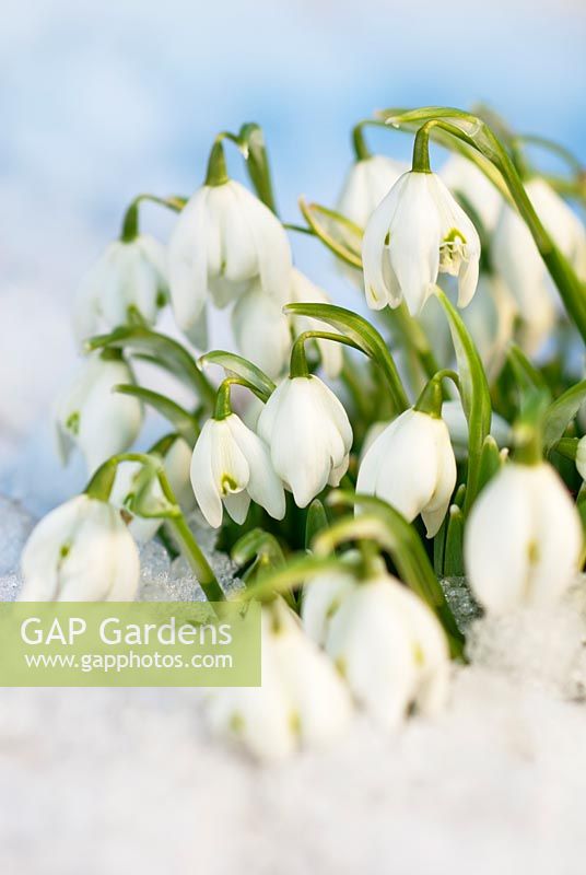 Galanthus nivalis 'Flore Pleno', Snowdrop. Bulb, February, winter. Close up portrait of a group of snowdrops in snow.