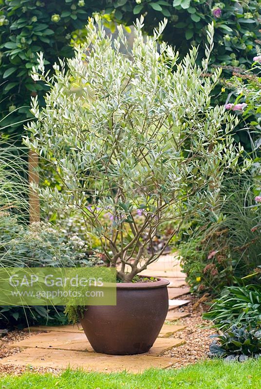 Olea europaea, Olive tree in container