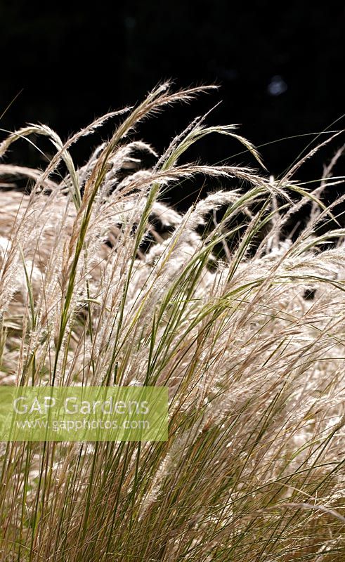 Jarava ichu - Peruvian Feather Grass. September