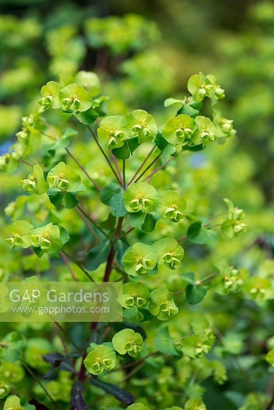 Euphorbia x martini, a hardy splurge which grows well in difficult conditions.