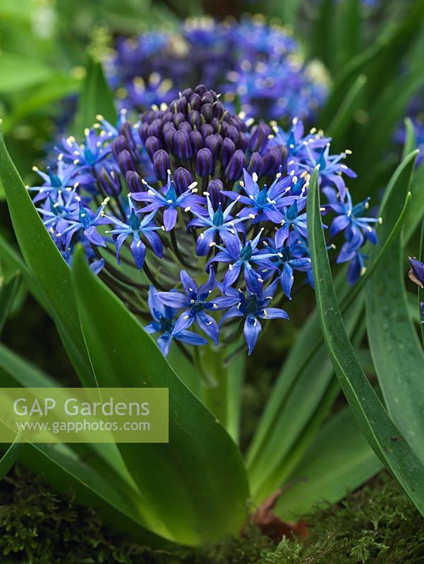 Scilla peruviana, a low growing bulb with broad fleshy leaves and huge flower heads of steely blue flowers. Flowers in summer. 25cm tall. Very dramatic.