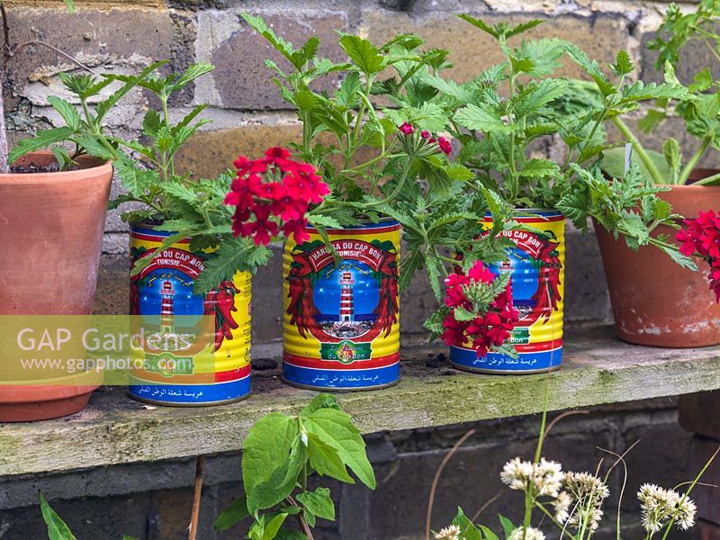 Recycled food tins make bright containers for young plants.