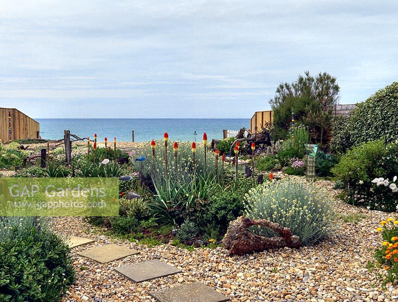 An exposed seaside garden laid to shingle, with raised island beds edged with driftwood. Planting includes Helichrysum italicum, Briza maxima and Kniphofia 'Atlanta'