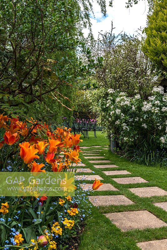 Spring border of Tulipa 'Ballerina' and 'Lily Fire' beside a stepping stone path in the lawn. 