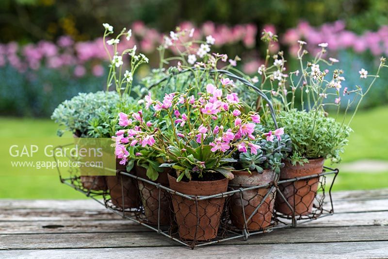 Old Victorian pot basket, planted with pink Lewisia and white saxifrage.