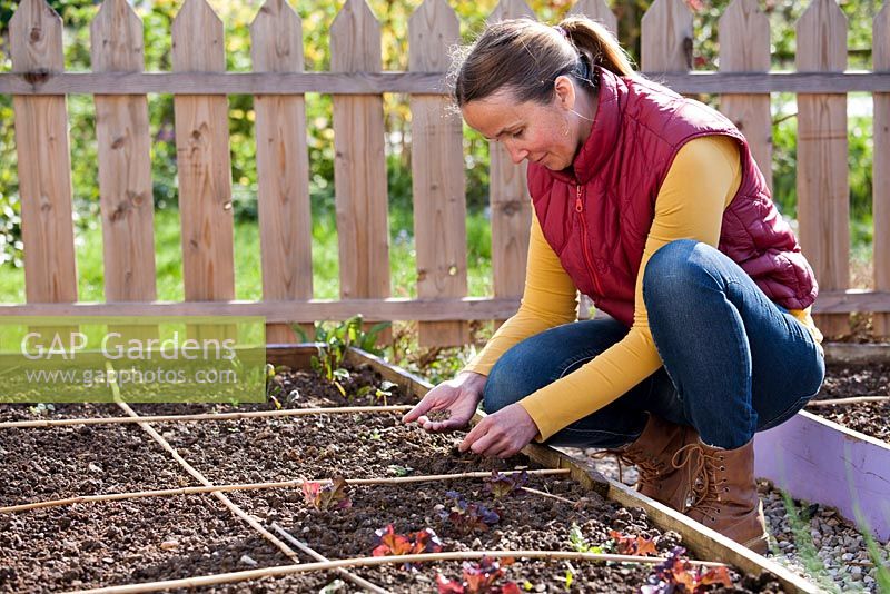 Woman sowing seeds of swiss chard in a raised bed. Canes mark areas for sowing.