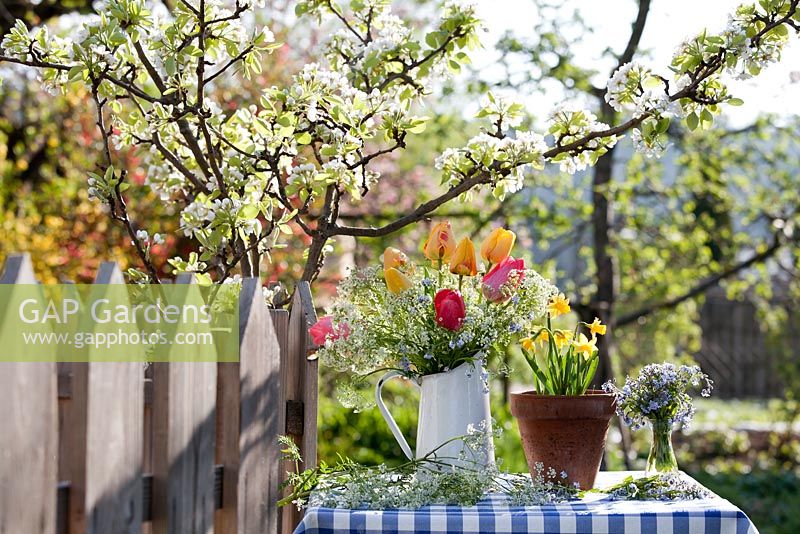 Floral arrangements with tulips, cow parsley and forget-me-nots. Pot of daffodils. Flowering pear tree Pyrus communis 'Williams'.