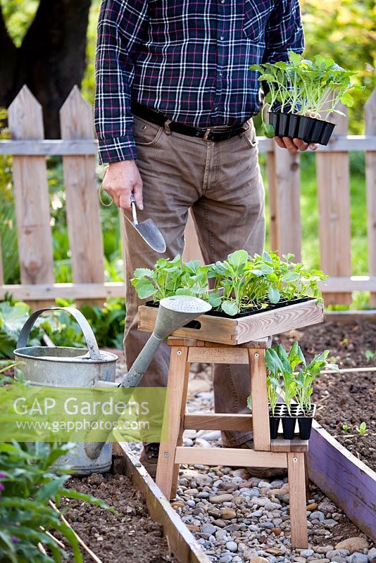 Man with trays of vegetable seedlings ready for planting including broccoli, brussels sprouts, celery, kohlrabi and swede.