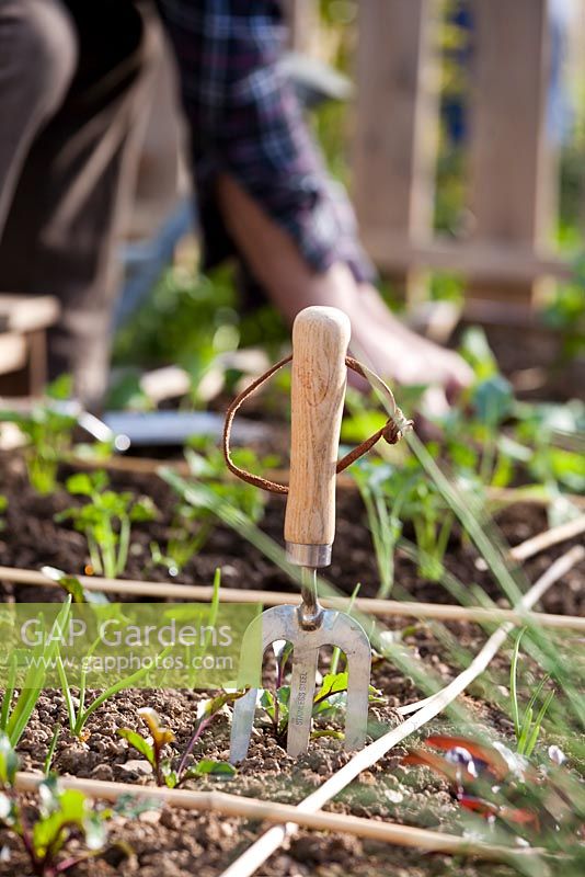 Man weeding or planting out young vegetable plants. Focus on a fork.
