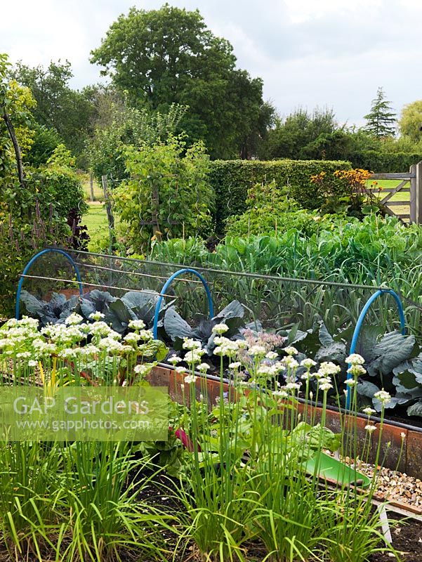 Vegetable garden potager with white allium, chard, cabbages under protective netting, leeks and brussel sprouts.