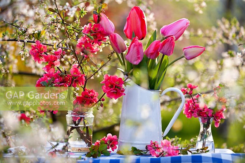 Floral arrangements of tulips and Japanese quince.