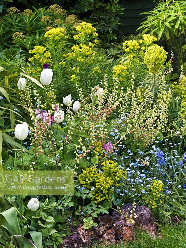 Spring planting combination of white tulipa 'Maureen', euphorbia, forget-me-not and Tellima grandiflora