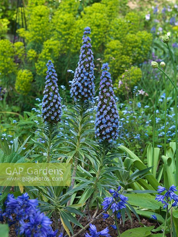 Echium webbii, a tender perennial with magnificent spikes of bright blue flowers that attract bees.