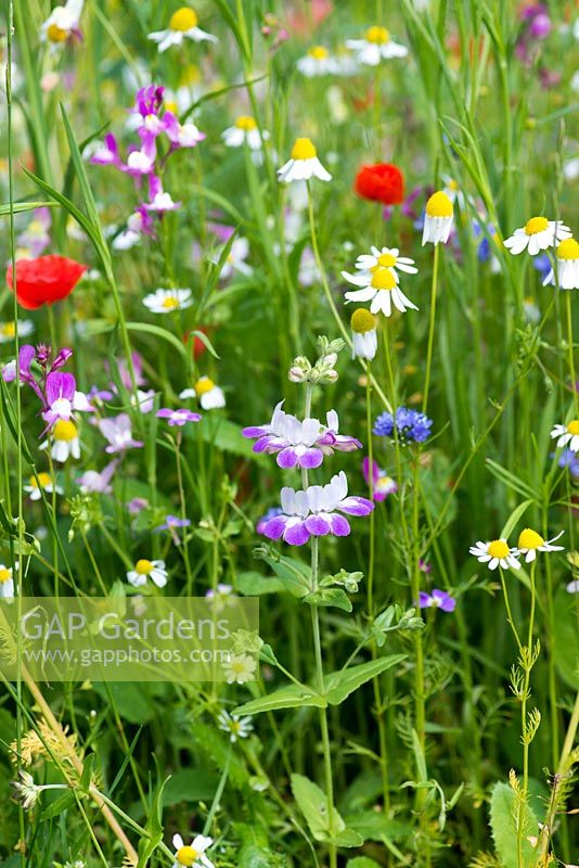 A small wildflower meadow of predominantly corn chamomile, field poppies, toadflax, clover, sheepsbit scabious, cow parsley and cornflower.