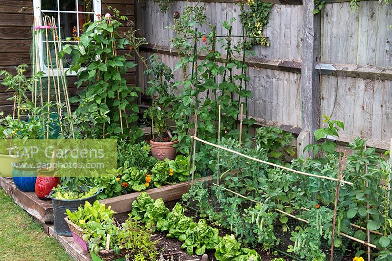 A small vegetable garden with containers growing Royal Black chilli peppers, tomatoes, cut and come again salad leaves. Behind runner beans, rocket, tomatoes and Cos lettuce.