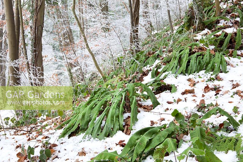 Asplenium scolopendrium - Hart's tongue fern,  in a winter woodland in Gloucestershire with frost and snow