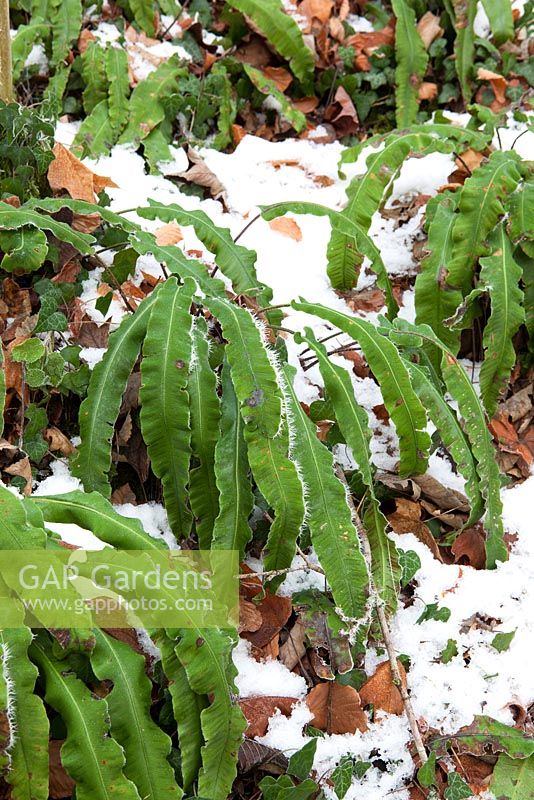Asplenium scolopendrium - Hart's tongue fern,  in snow