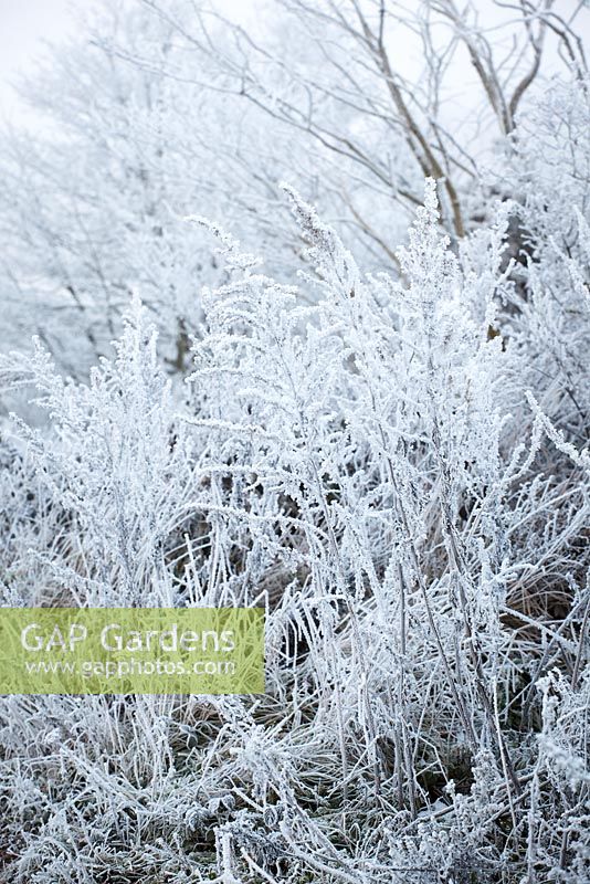 Artemisia vulgaris. Hoar frost on the seedheads of Common Wormwood, Mugwort. 