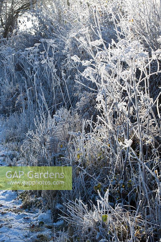 Frosty winter hedgerow with seedheads of Hogweed and Bracken. Heracleum sphondylium, Pteridium aquilinum