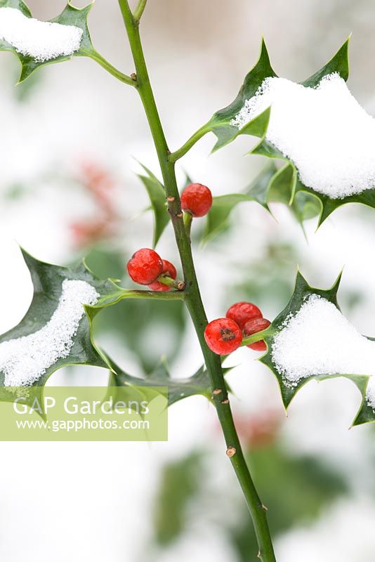 Ilex aquifolium - Holly berries in snow. 