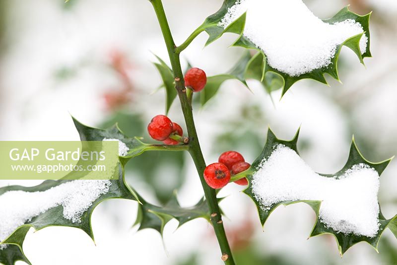 Ilex aquifolium. Holly berries in snow. 
