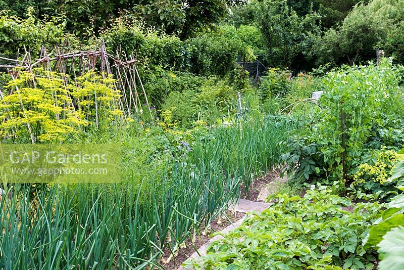 Bob Flowerdew's organic vegetable garden, divided into 40 beds in which he rotates crops. He has a card index of what's grown in each bed which goes back 30 years. Beds of peas, potatoes, onions, runner beans, separated by carpet.
