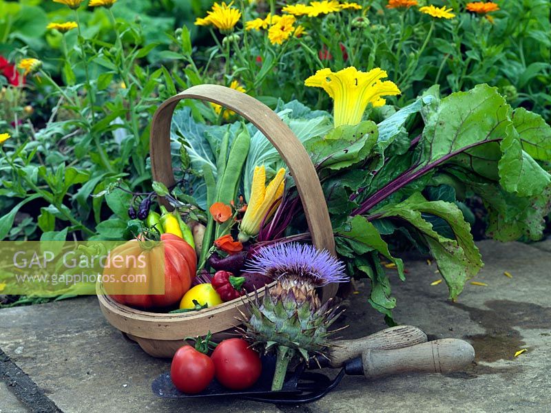 Trug of harvested heritage vegetables - beetroot, potato, cabbage, tomato and chilli - and the flowers from marrow and cardoon