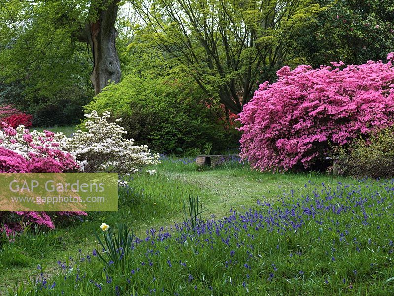 Planted a century ago by Colonel Loder a woodland garden noted for its rhododendrons, acers and English bluebells. High Beeches