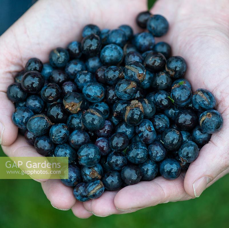 A handful of sloes, an acidic, astringent fruit best known for making sloe gin, but also used in jellies and puddings.