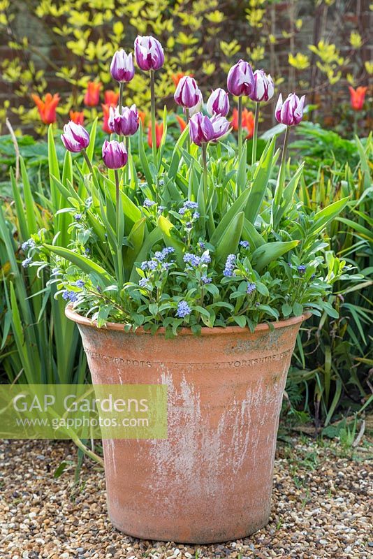 Spring Container with Tulipa 'Rem's Favourite' and Myosotis 'Blue Ball'