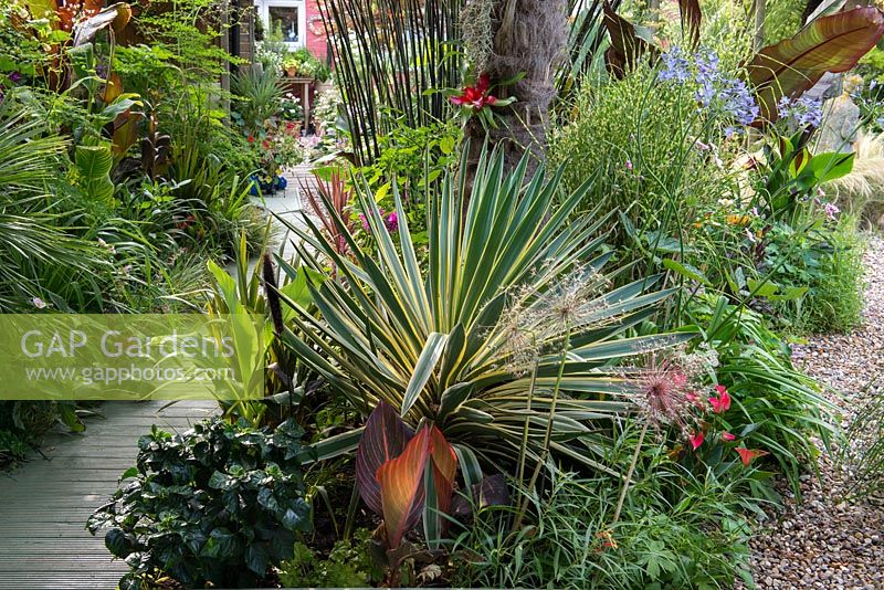 A town garden with tropical borders of foliage plants and perennials including Cordyline australis, Canna, Allium and Agapanthus.