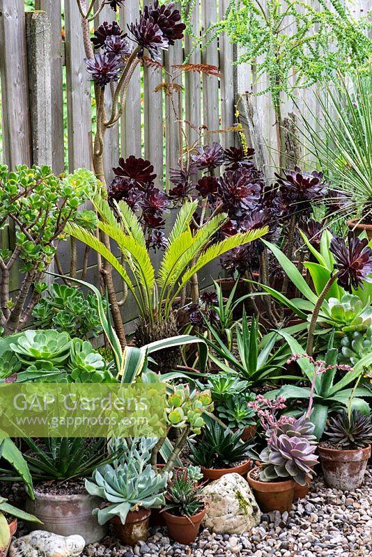 An exotic container group with succulents and palms including Echeveria, Aeonium and Cycas