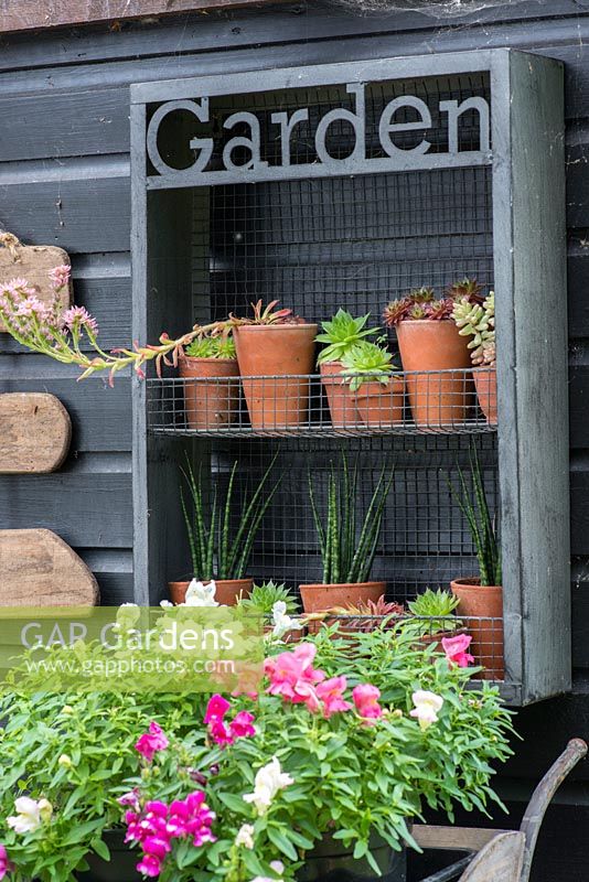 Garden shelves with succulent plants in terracotta pots.