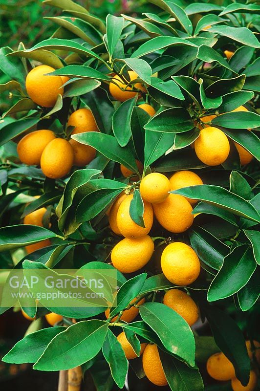 Fortunella japonica 'Nagami' ripe exotic fruit, kumquat in March