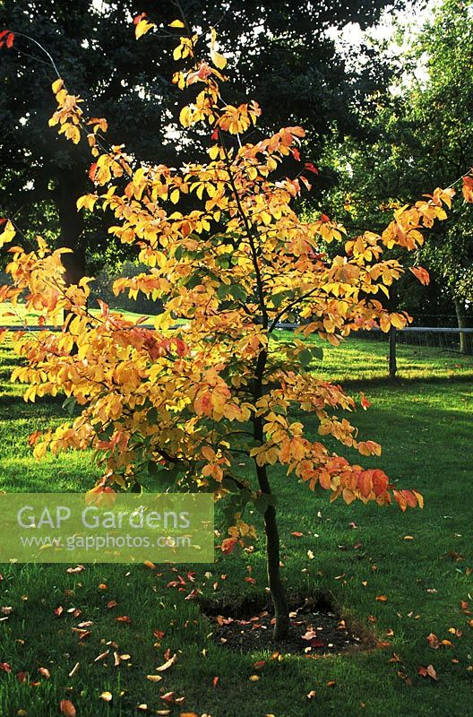 Parrotia Persica, young specimen on lawn, autumn colours in October, paradise centre, Suffolk