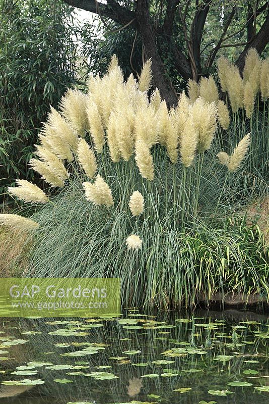 Cortaderia Selloana 'Pumila'  - pampas grass growing at side of pond, September, Cambridge Botanic garden