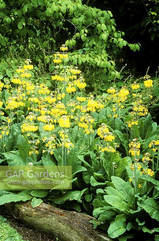 Primula bulleyana - candelabra primula,  June. Close up of bright yellow flowers of plant.