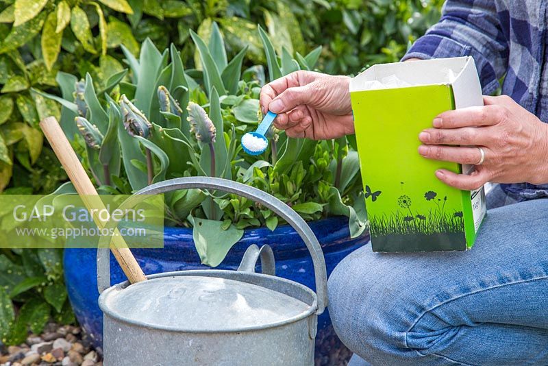 Adding soluble plant feed to watering can