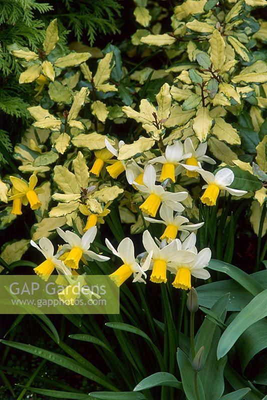 Narcissus 'Jack Snipe', cyclamineus group 6 flowering beside Eleagnus
