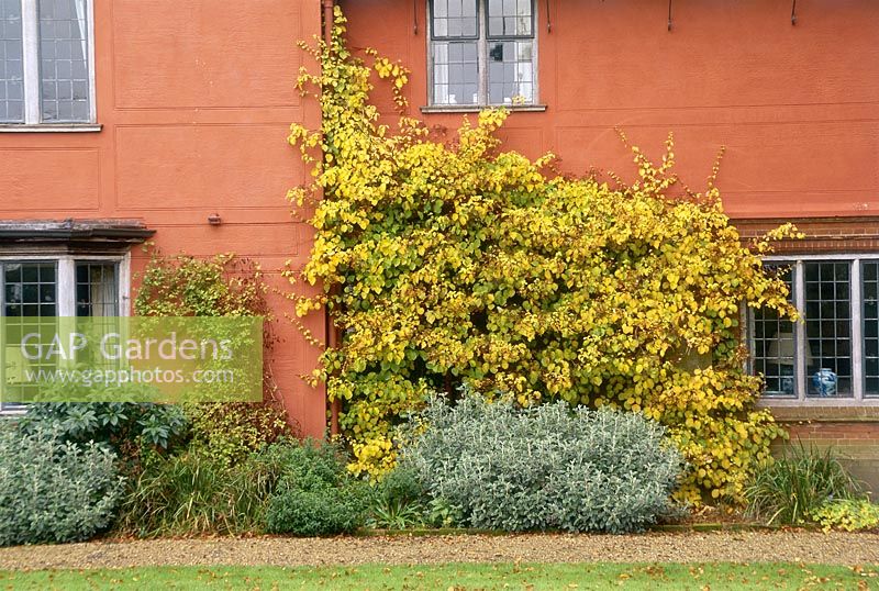 Hydrangea anomala ssp petiolaris - against wall with yellow autumn foliage. 