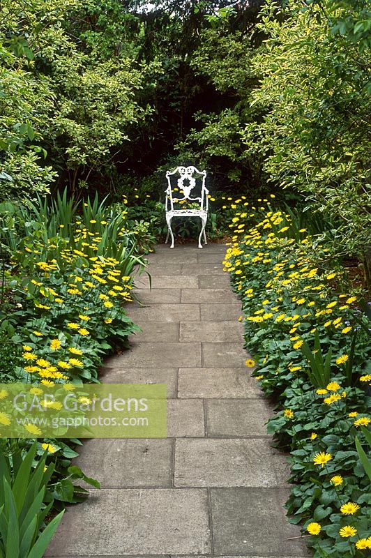 Paved path edged with yellow Doronicum, leading to white metal seat, May
