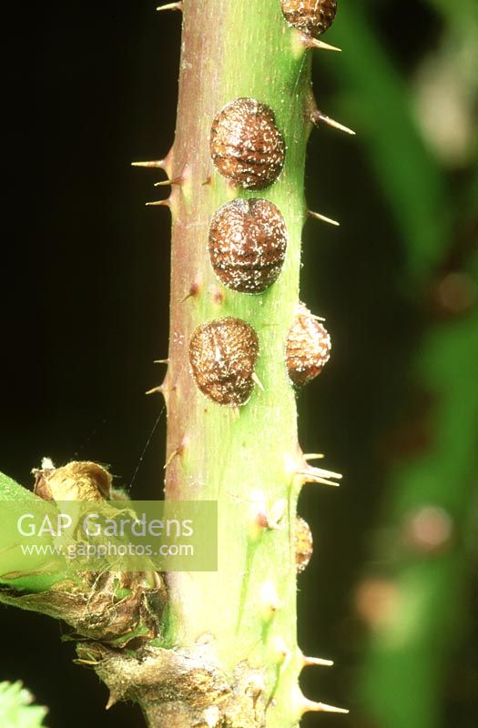 Scale insects - on stem of tayberry, June