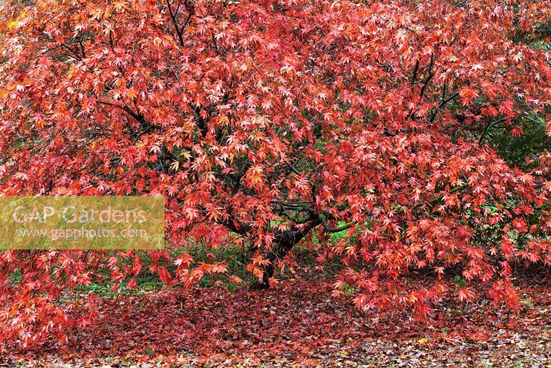 Acer palmatum - Japanese Maple, Westonbirt  Arboretum, UK