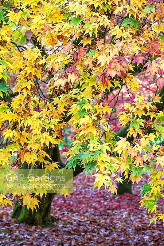 Acer palmatum - Japanese Maple - Westonbirt Arboretum