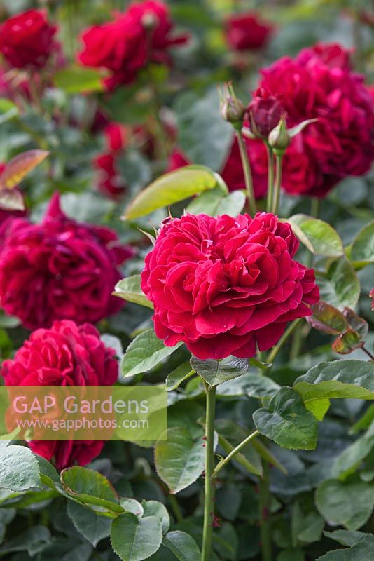 Rosa 'LD Braithwaite' - David Austins Rose Garden, Wolverhampton, UK
